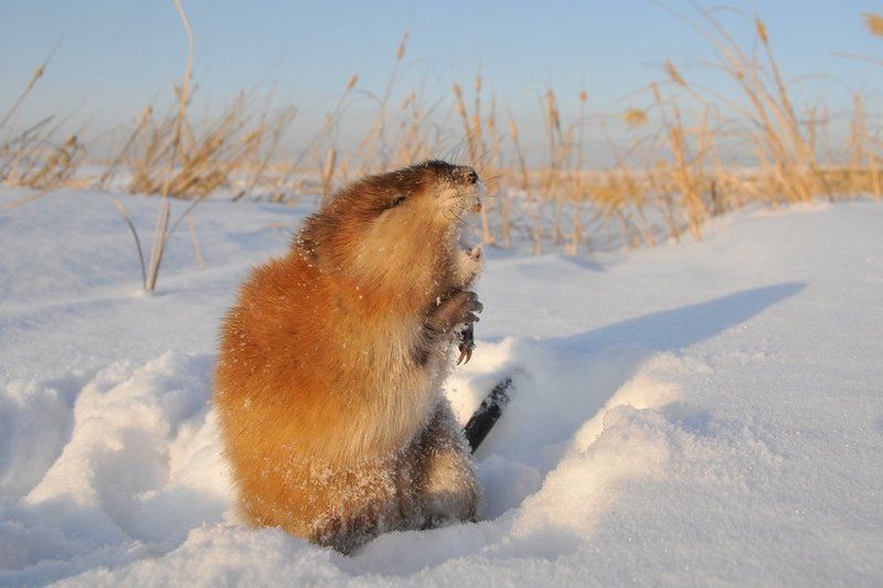 Андатра photo preview