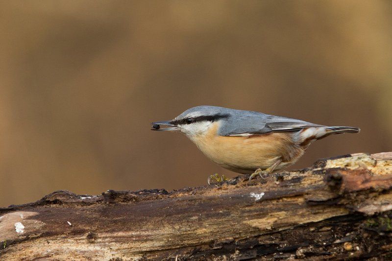 Поползеньphoto preview