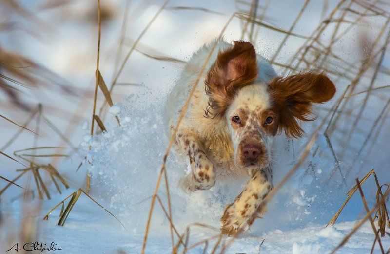 Аглийский сеттер, Зима, Прогулка, Снег Прогулки выходного дняphoto preview