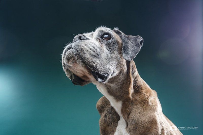 animal, photo, dog, pet, dog photography, studio, ***photo preview