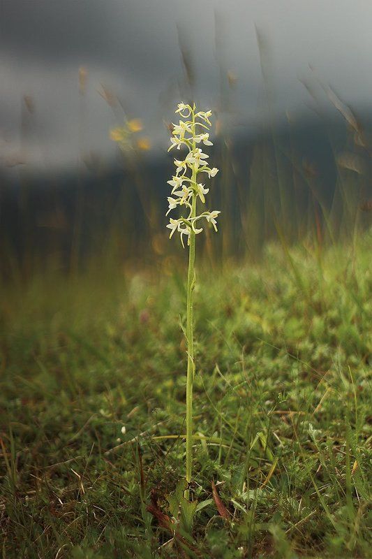 про любкуphoto preview