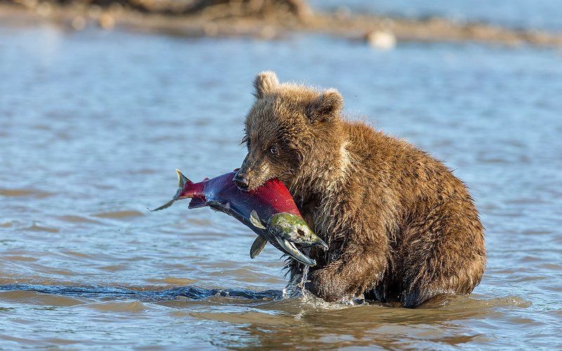 Камчатка, медведи Рыбина!!!!photo preview