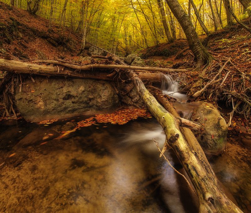 осень, река, лес, бревно, желтый, большой каньон, nikon, листва Большой Каньон. Крым 2016г.photo preview