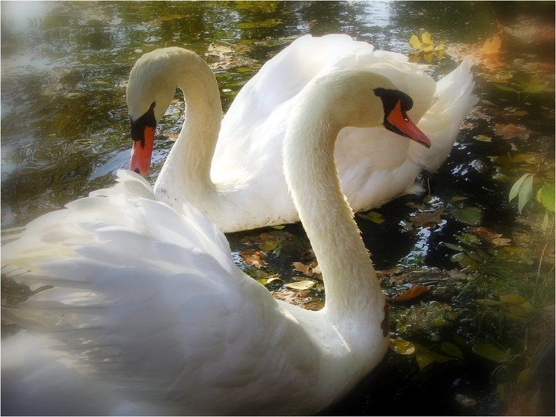 Лебединоеphoto preview