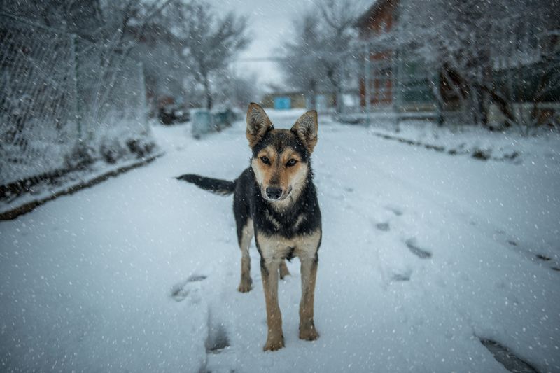 Преданностьphoto preview