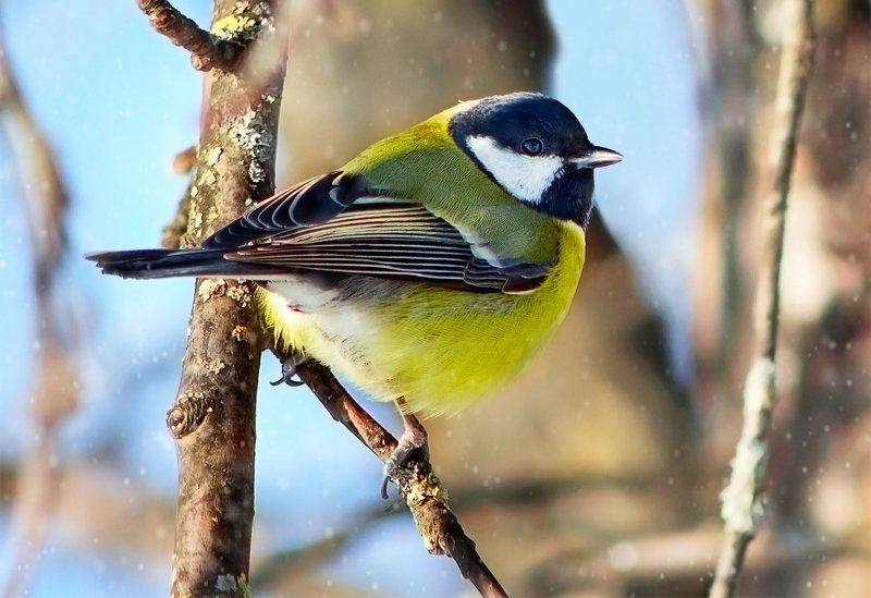 Синичка...photo preview