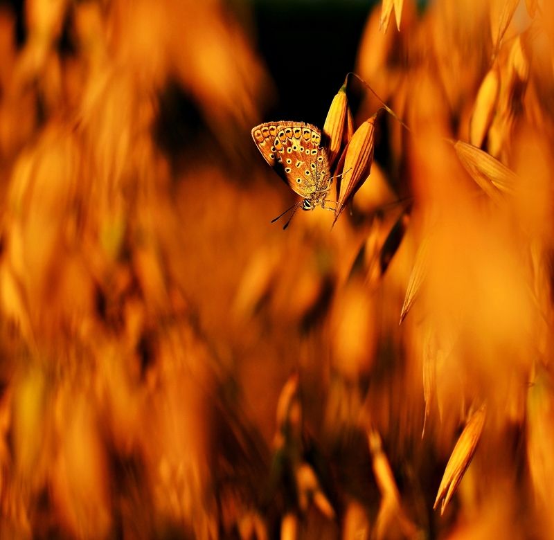 butterfly, nature, evening, yellow, nikon Butterflyphoto preview