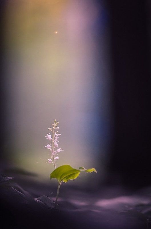 Под счастливой звездой... фото превью