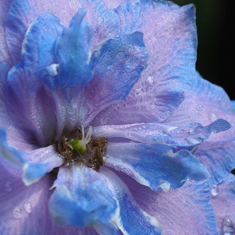 Дельфиниумphoto preview