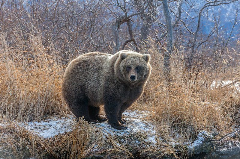 Пушистикphoto preview