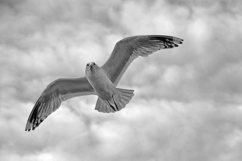 Только гордый ...photo preview