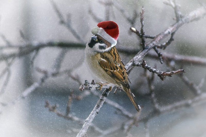 фото, зима, воробей, снег, колпачок санты Ну кто еще не ждет Новый год?photo preview
