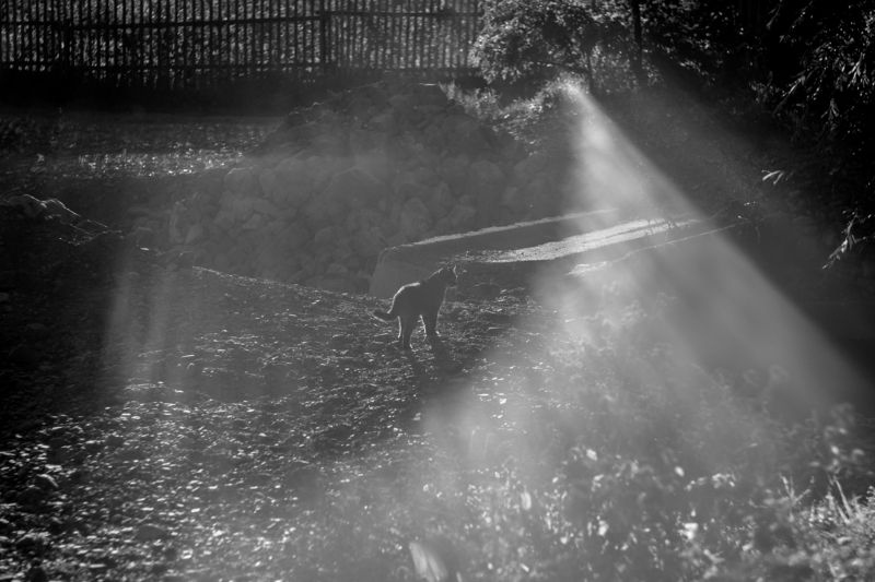 Бродяга..photo preview