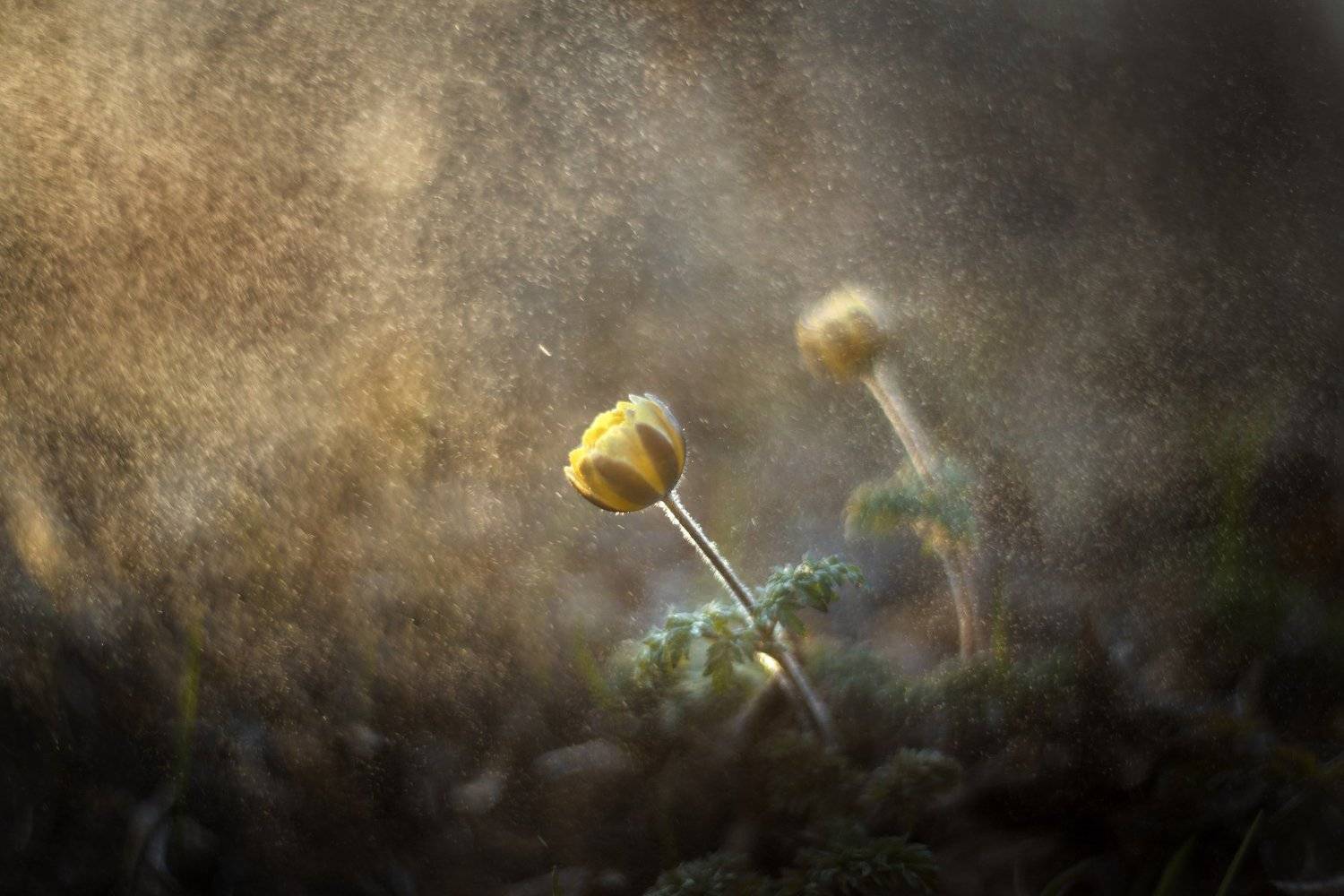 подснежник, весна, Тамара Морозова