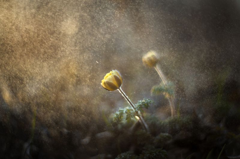 подснежник, весна Магия...photo preview