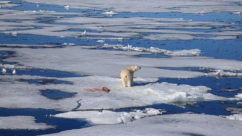 фотографандреевандрей, северныйполюс, northpole, арктика, arctic, ice, снег, лёд, круиз, expiditions, travel, белыймедведь, медведь, polarbear, животное, natgeowild photo preview