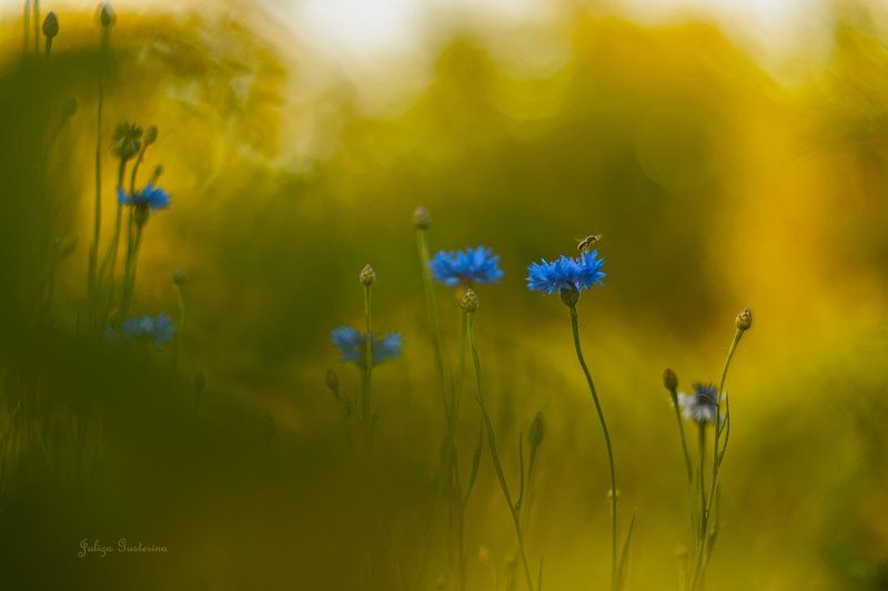 краски летаphoto preview