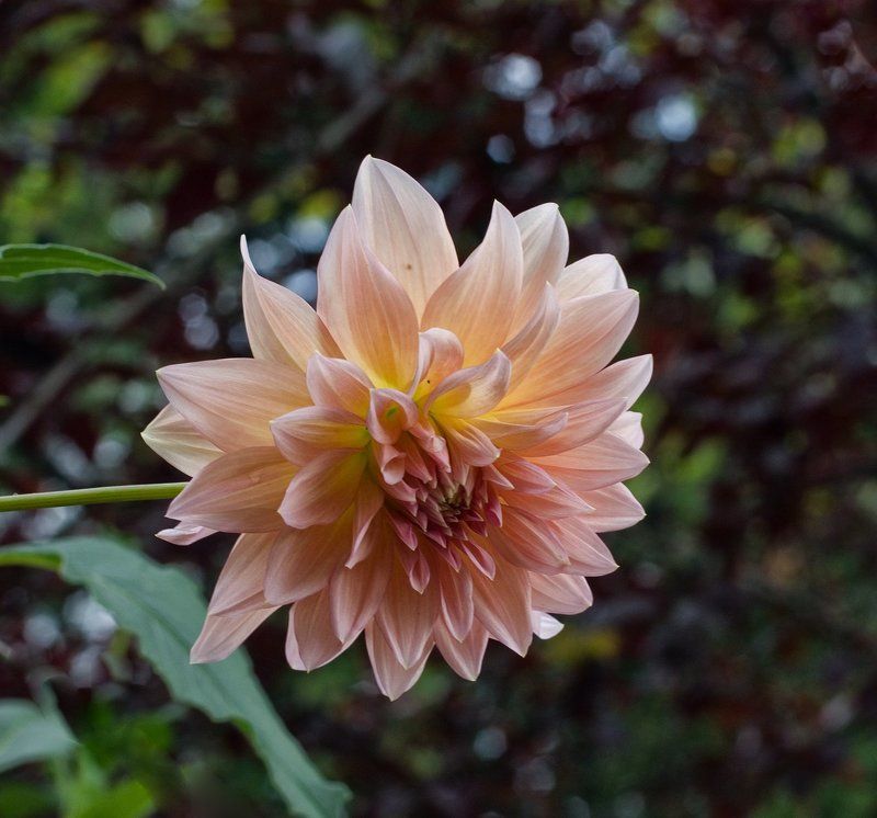 георгинphoto preview