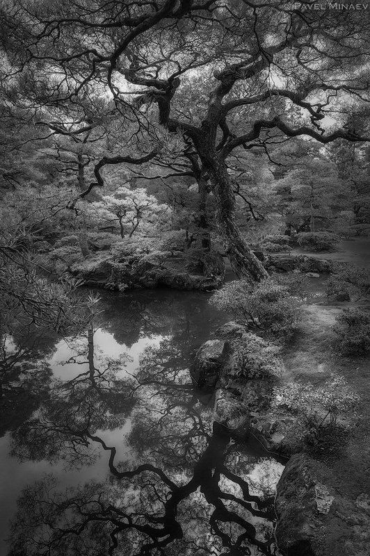 Осьминожекphoto preview