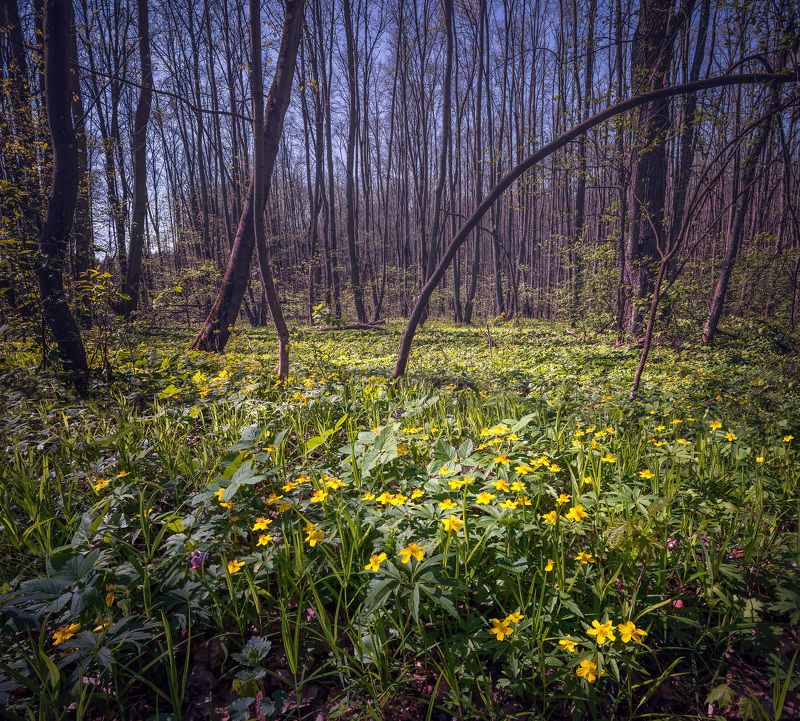 Весенний лес фото превью