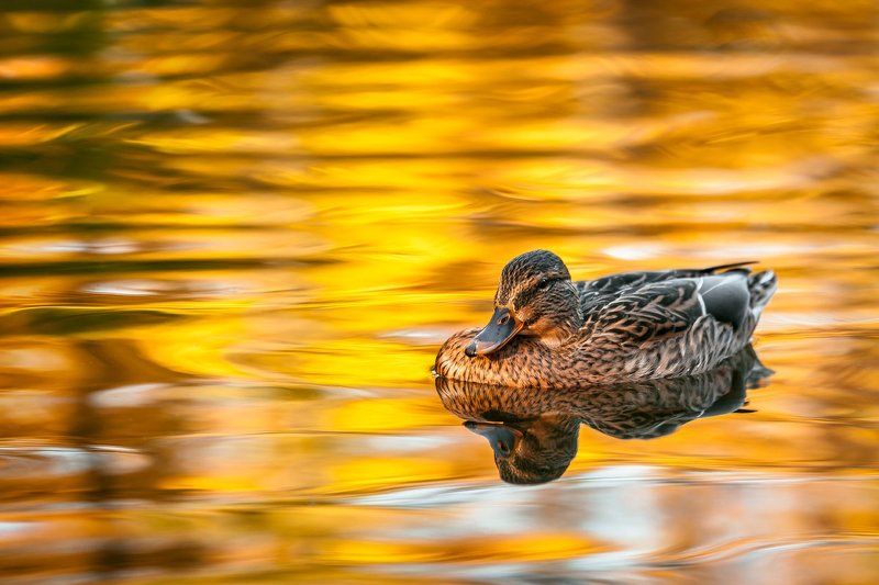 duck, mallard, female, lake, autumn В золотеphoto preview