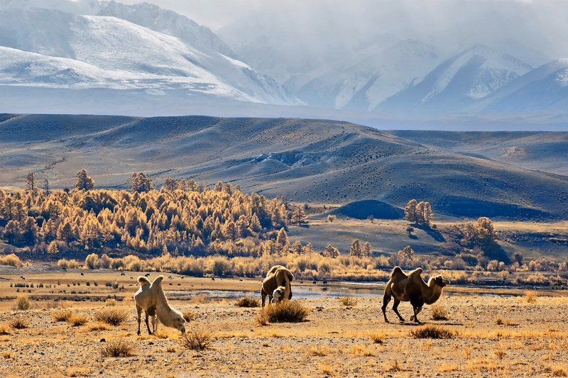 чуйская степь, верблюды, чуйский тракт, предгорья, снежные горы, горный алтай Алтайские контрастыphoto preview