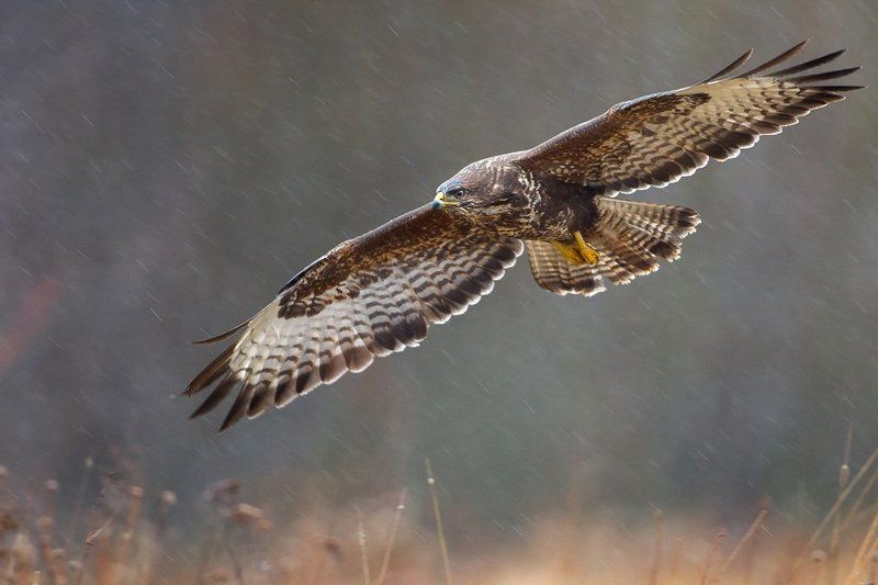 Rainy patrolphoto preview