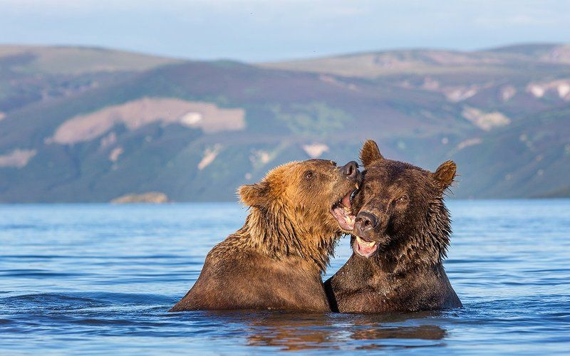 Камчатка, медведи Дай скажу на ушкоphoto preview