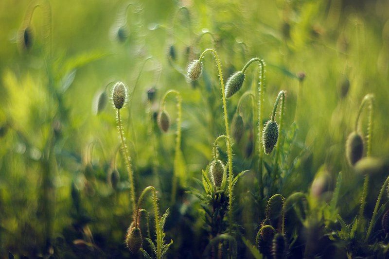 Макиphoto preview