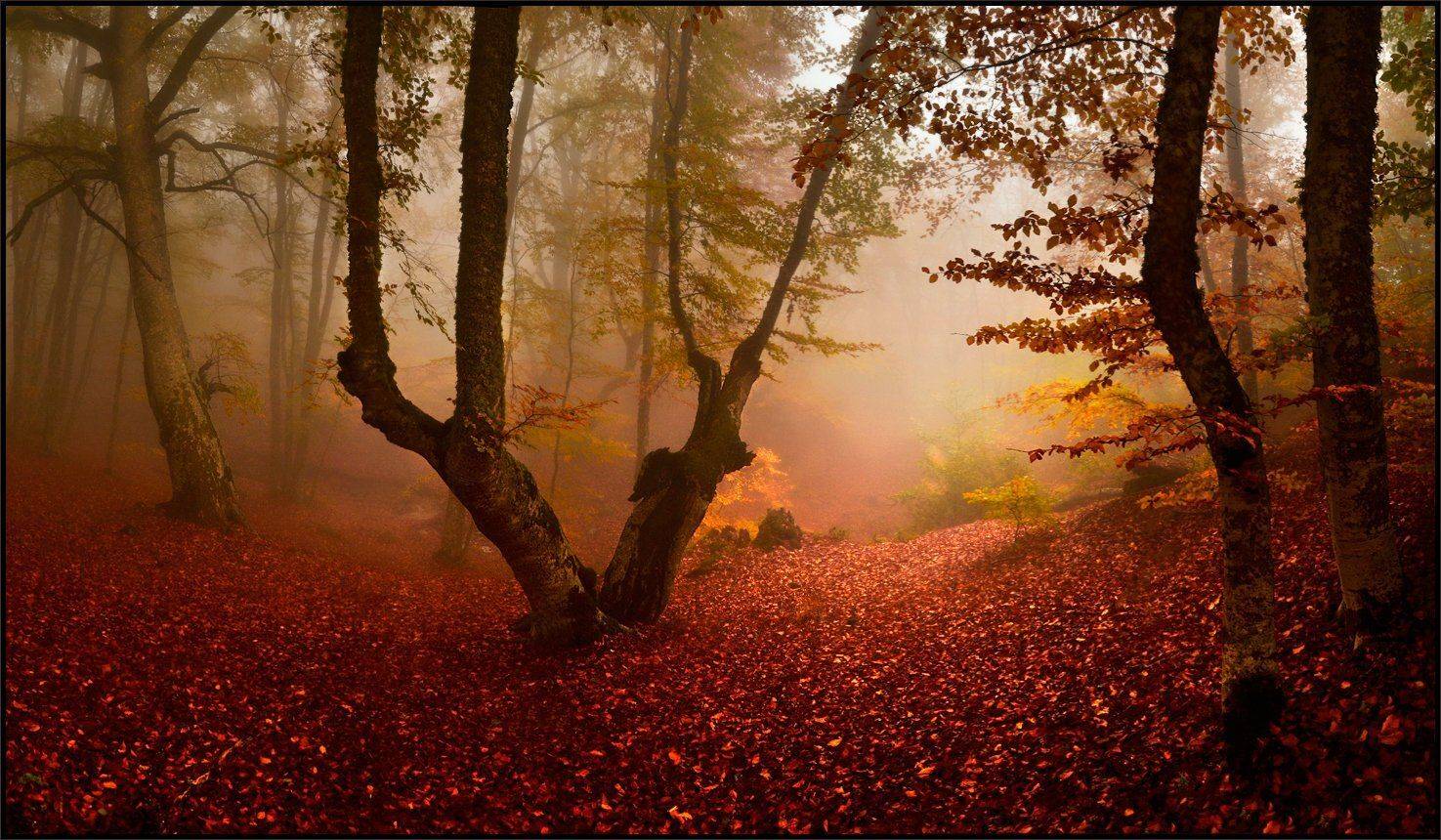 , Владимир Метцгер