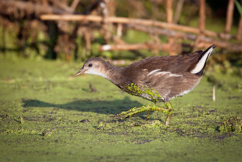 Молодая камышницаphoto preview