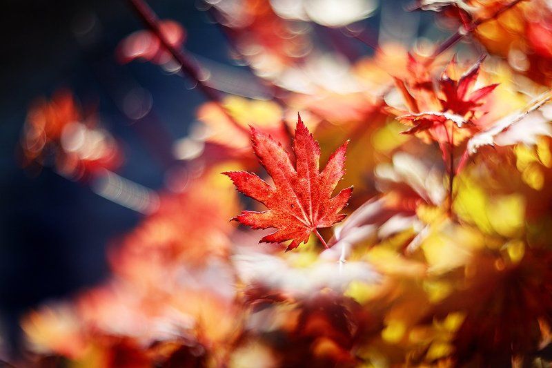 Кленphoto preview