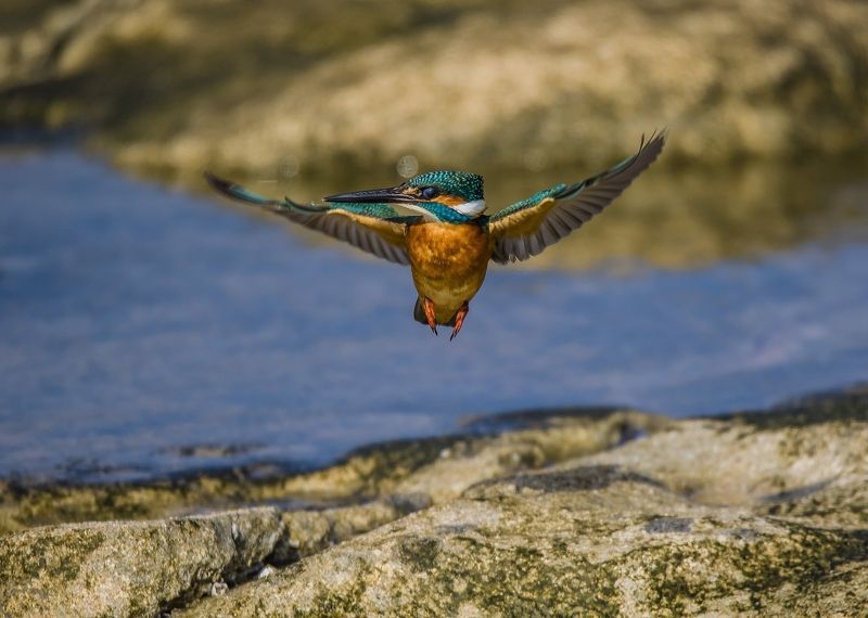 вот он я– встречайтеphoto preview