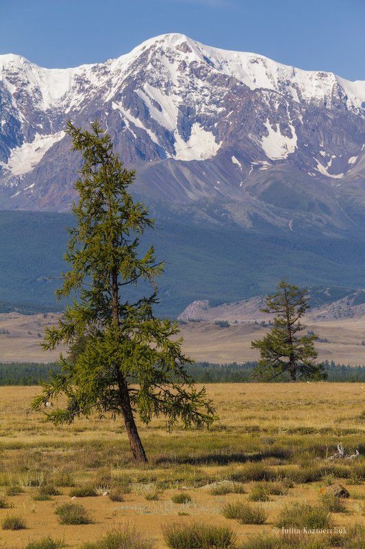 Горный Алтай, Курай, степь, август, лиственница, дерево, ледник, Северо-Чуйский хребет Степные красавицыphoto preview