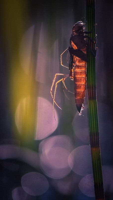 Фредди Крюгерphoto preview