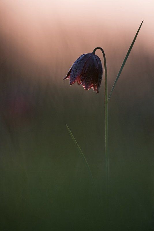 рябчик, русский Рябчик русскийphoto preview