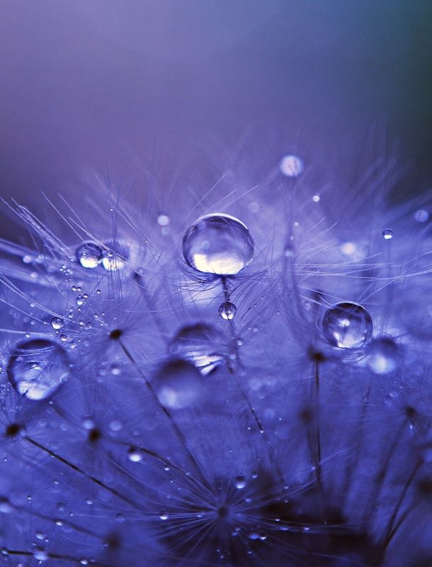 nature, drop, macro, nikon,  Macro*photo preview