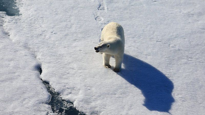 фотографандреевандрей, северныйполюс, northpole, арктика, arctic, ice, снег, лёд, круиз, expiditions, travel, белыймедведь, медведь, polarbear, животное, natgeowild photo preview