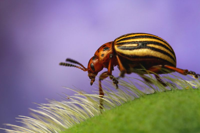 макро, колорадский жук Великанphoto preview