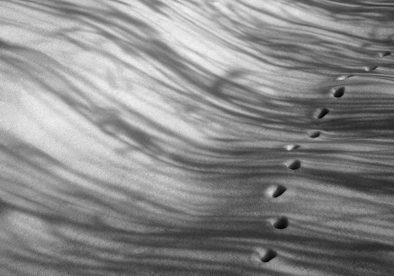 снег, лисий след По первому снегуphoto preview