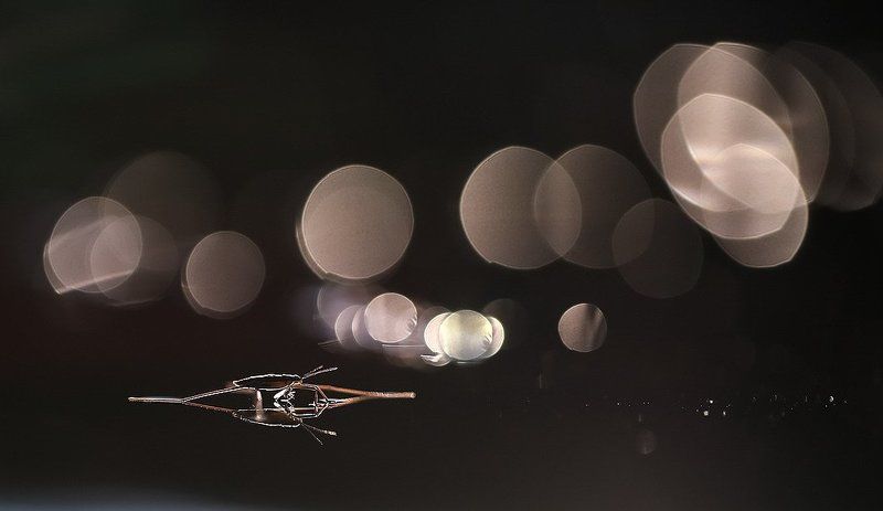 Конькобежецphoto preview