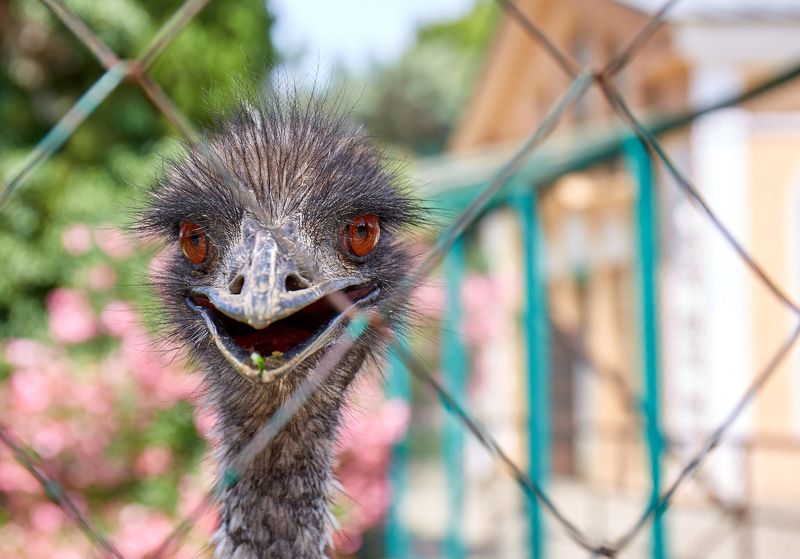 страус Вот и я!photo preview