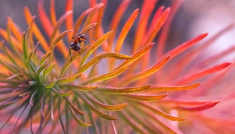 Отважныйphoto preview