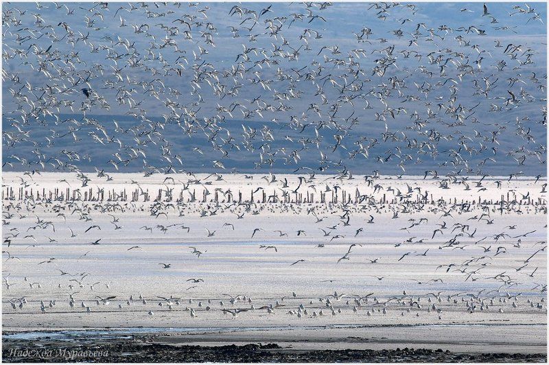 чайки, соляное озеро, чокрак, чокракское озеро, крым Большая семьяphoto preview