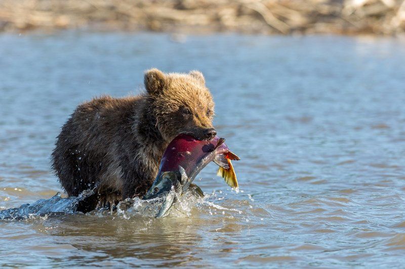Камчатка, медведи Мама!!! Поймал!!!!photo preview