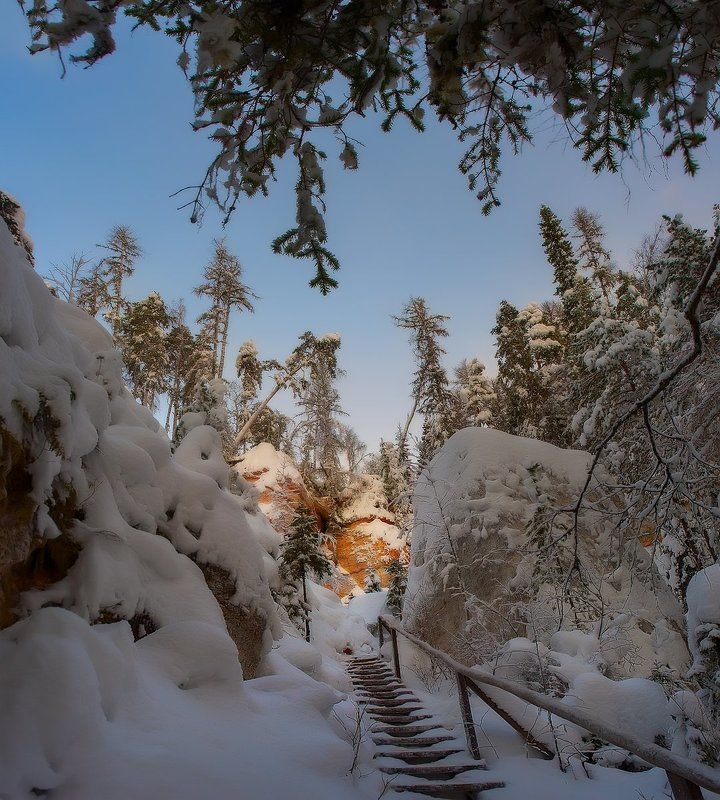 зима, снег, деревья, сосны photo preview
