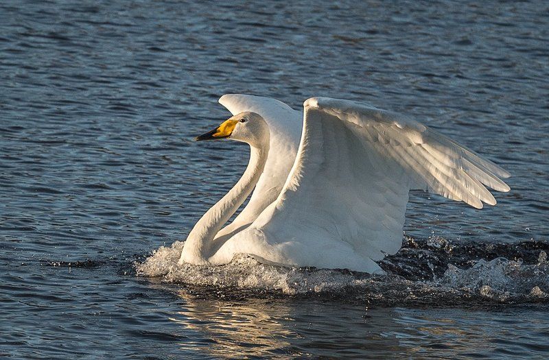 О грациозностиphoto preview