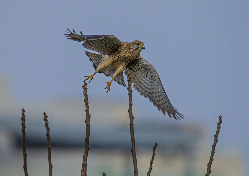 отрывphoto preview