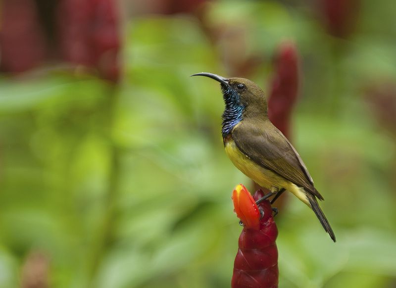 нектарница  И снова здравствуйте...photo preview
