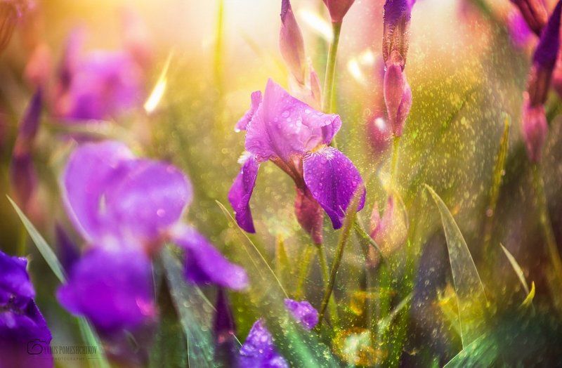 colors of naturephoto preview